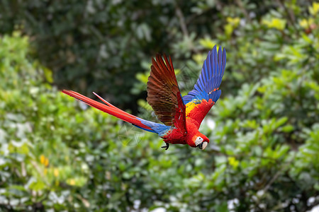 阿拉马考 哥斯达黎加奎波斯飞行苍蝇翅膀濒危保护荒野野生动物丛林传单鹦鹉图片