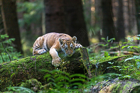 孟加拉虎幼崽躺在森林的树干上图片