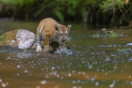 孟加拉虎幼崽站在河边的石头上图片