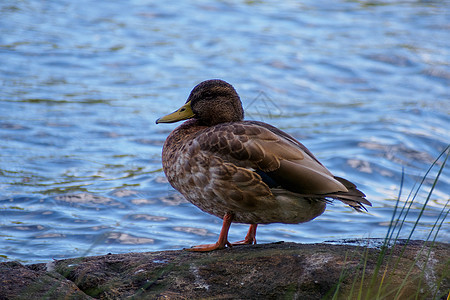 Mallard 野鸭在池塘的自然环境中 野生动物 水禽图片