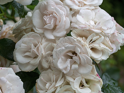 夏天深夏美美的白玫瑰花朵园艺玫瑰丛白玫瑰香味植物婚礼蜜蜂玫瑰花园图片