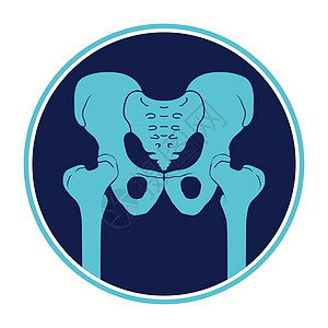 骨盆图标 髋关节人体骨骼的结构 骨盆带和大腿 医学详细说明 矢量剪影图片