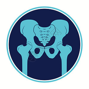 骨盆图标 髋关节人体骨骼的结构 骨盆带和大腿 医学详细说明 矢量剪影背景图片