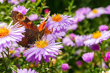 孔雀蝴蝶坐在一朵花上 小鸟儿 花园开花季节到了图片