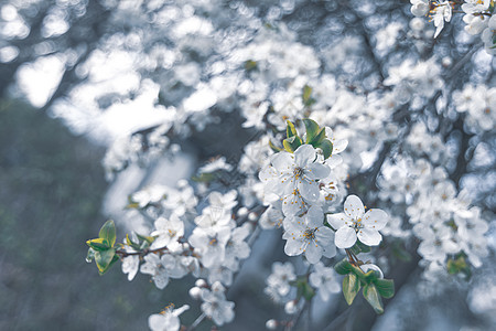 鲜花树枝 冷色相片图片