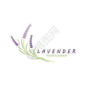 新鲜的淡紫花花徽标矢量平板设计植物草本植物奢华标识香水花束绘画叶子插图艺术图片