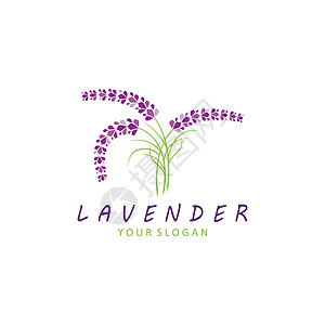 新鲜的淡紫花花徽标矢量平板设计薰衣草香气标签绘画植物温泉艺术插图标识花园图片