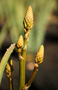 优美的Aloe vera植物花朵图片
