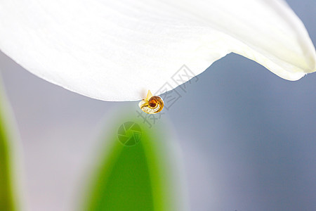 花上的小蜗牛 有花的自然背景植物群野生动物荒野害虫森林植物螺旋摄影叶子微距图片