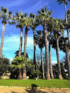 西班牙卡迪兹热诺维斯公园棕榈树图片