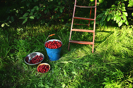 在果园绿草上的旧梯子背景上 新鲜采摘到的樱桃桶和碗状小罐头图片