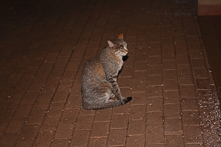 非洲野猫13732图片