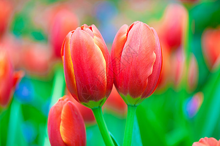 郁金花花卉植物宏观红花摄影郁金香红色图片