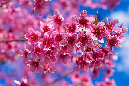 樱花盛开摄影花卉粉红色粉色世界图片