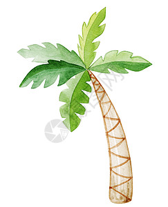 白色背景上隔绝的水彩棕榈树 手画热带插图图片