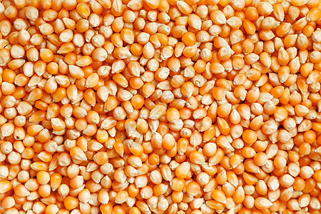 金玉米种子 爆米花的背景和质地 在观看电影顶端视图之前收获收成豆子谷物烹饪营养框架玉米健康农业图片