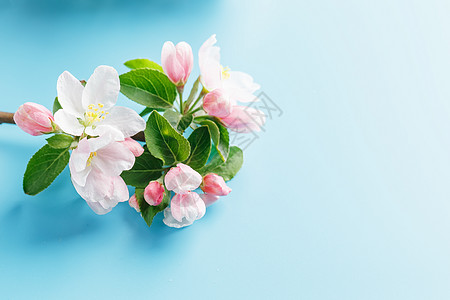蓝色背景上盛开的春天樱花 有问候语的空间 春天和母亲节的概念 春天美丽精致的粉红色樱桃花问候语艺术植物果园乡村桌子季节荒野木头框图片