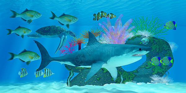 鲨鱼珊瑚礁图片