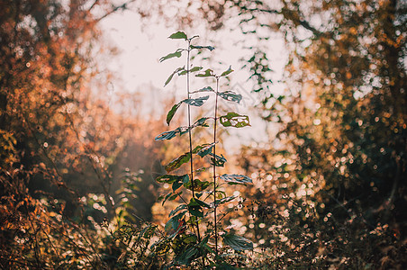 美丽的黄橡树秋叶特写 秋季风景背景 与金橡木的秋天抽象背景 设计的秋天自然森林背景橡木环境太阳植物气候公园季节植物群橙子地区图片