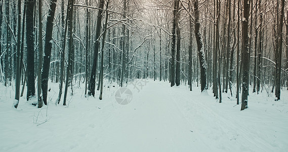 在一个阴暗的森林公园里走着寒雪的冬季小路图片