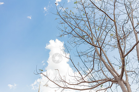 树枝和树叶少叶子 云彩的天空背景 给予新的心情图片