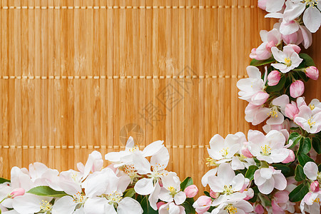 竹子背景的樱花之春花 春天美丽的樱花沙木树丛Sakura基质植物群框架园艺花园桌子宏观季节生长植物图片