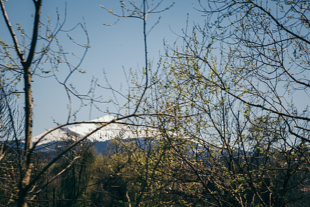 地平线 茂密的森林和山丘上的雪峰图片