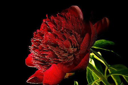红色红面 黑色底底有水滴 特写花朵礼物花瓣植物群植物宏观花园植物学图片