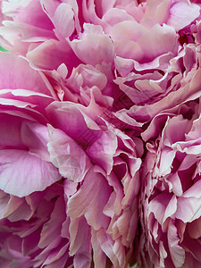 精细的花朵 粉红色的面纱 紧贴整个框架图片