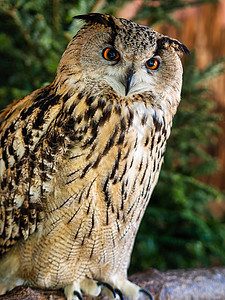 猫头鹰的猫头鹰眼在树上野生动物捕食者森林动物园耳朵荒野动物羽毛猎人翅膀图片