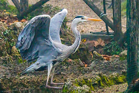 在特尼公园的灰色草原上航班白鹭飞行鸟类沼泽湿地翅膀动物钓鱼眼睛图片