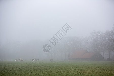 林田附近的绿草地牛群 在河内Sherpenzeel附近的dutch乡下喷雾薄雾阳光地平线奶牛树木天空蓝色农田牧场场地图片