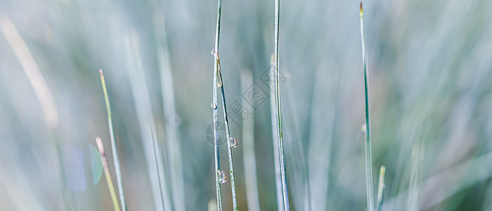 装饰草蓝色羊茅的纹理背景图案与雨滴 散景与光反射环境园艺季节叶子花园柔软度草地场地宏观生长图片