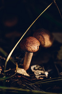 森林里的蜂蜜蘑菇菌类采摘伞菌季节植物苔藓真菌荒野阳光树木图片