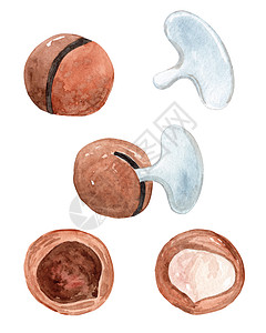 白色背景的贝壳中 手用水彩色画出马达米亚 如何使用坚果壳饼干图片