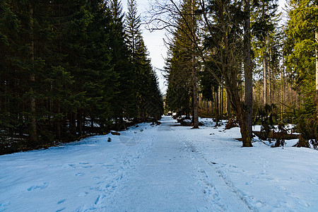 长长的山道 满是新鲜雪和冰 在高古树之间环境蓝色森林树木人行道山脉旅行季节山路踪迹图片