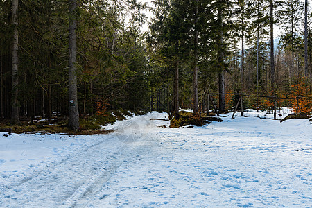 长长的山道 满是新鲜雪和冰 在高古树之间小路踪迹环境人行道旅行山路蓝色公园树木木头图片