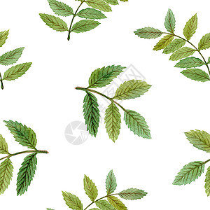 白色背景绿色叶子的无缝结构 水彩色排列图片