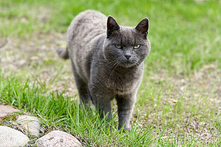一只灰猫在夏日的青草上行走动物毛皮眼睛胡须食肉白色野生动物尾巴宠物绿色图片