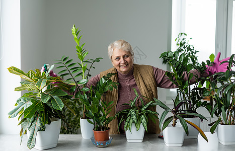 变种植物 旧屋植物 年长妇女从事其嗜好 家用绿树种植花盆爱好叶子花园农业生长家庭作业家务生态园艺图片