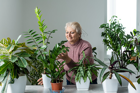 变种植物 旧屋植物 年长妇女从事其嗜好 家用绿树种植花盆环境生态地球生长老人园艺女性地面家务图片