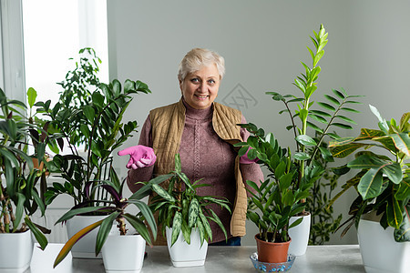 人 家务和植物护理概念  高级女性在家浇盆栽植物工作女孩退休房子老化微笑白发主妇老年叶子图片