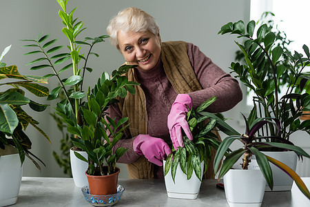 人 家务和植物护理概念  高级女性在家浇盆栽植物祖母家政房子园艺女士白发家庭喷涂退休花园图片