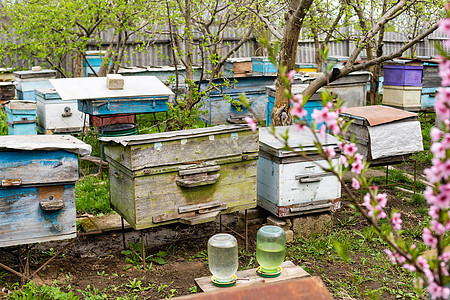 樱花树枝下成排的蜂巢 在 aperil 的春天的养蜂场 蜜蜂从花园里的白花中采集花粉农村蜂房国家殖民地蓝色树木养蜂人花蜜动物季节图片