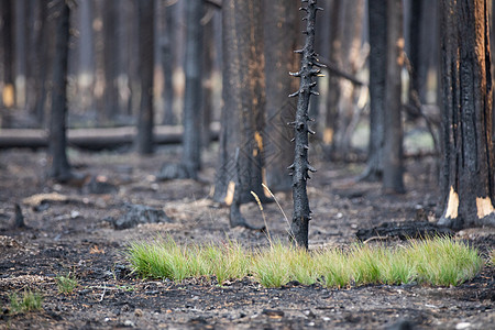 最近的森林火灾造成的破坏和再生;图片