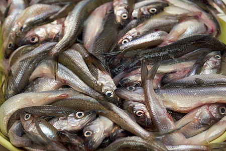 小鱼瓜炒在锅里西鲱食物营养宏观钓鱼美食传统午餐盘子鳀鱼图片