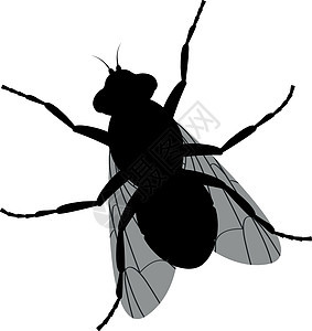 苍蝇的光影 飞向顶部视图 飞翔昆虫 矢量插图在白色背景中被孤立图片