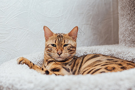 年轻可爱的孟加拉猫躺在猫屋柔软的猫架上猫科宠物玩具幸福快乐尾巴房子哺乳动物动物老虎图片