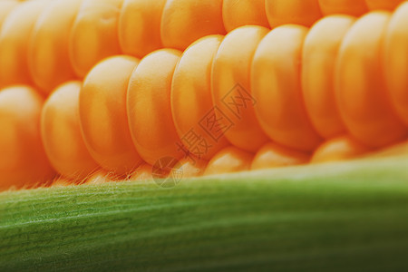玉米粒特写 一排排新鲜成熟的黄色玉米粒 玉米芯 特写全屏 连续抽象背景 基板植物收成蔬菜营养种子食物核心饮食水果叶子图片