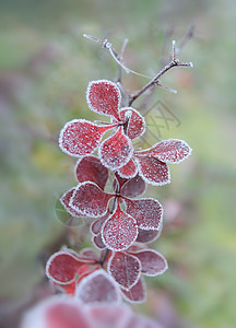 红莓红枝 树叶覆盖霜冻图片
